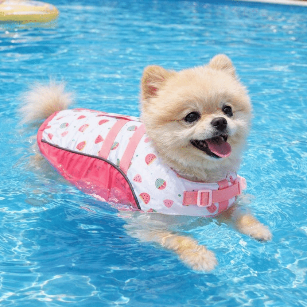 Ayarlanabilir Köpek Can Yeleği - Dog Life Jacket incelemesi ve fiyatı