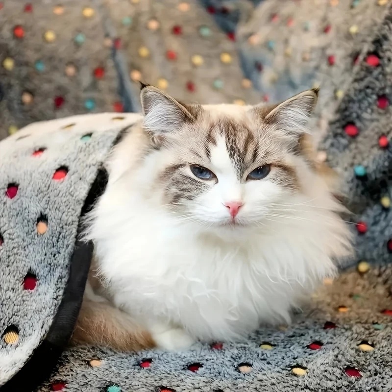 3 adet yumuşak kabarık evcil h - Pet Supplies For Dogs incelemesi ve fiyatı